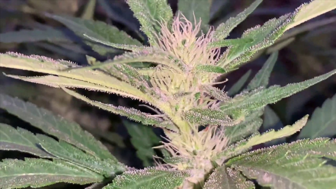 2019 outdoor marijuana: trichome production!