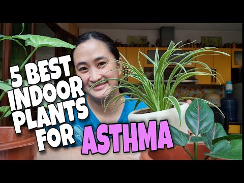 Video: Mikania Houseplants - Peluş Asma Bitkileri Nasıl Yetiştirilir