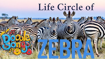 Zig-Zag Zebra Life! | Kids Animal Life Cycle Song | DoodleSongs | KIDS Song