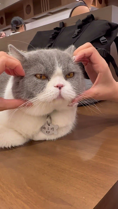 【Causeway Bay, Hong Kong】URBAN CAT CAFE🐈