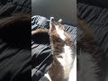 Homie bathing in the sun.#cat#fyp #catvideos #catlover www.homiespetstore.com. for pet supplies.