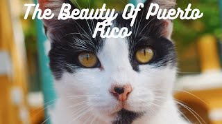 The Beauty Of Puerto Rico by ema 243 views 5 years ago 1 minute, 50 seconds