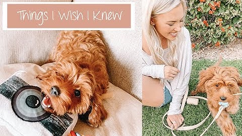 Things I Wish I Knew Before Getting A Puppy | Archie The Cavapoo