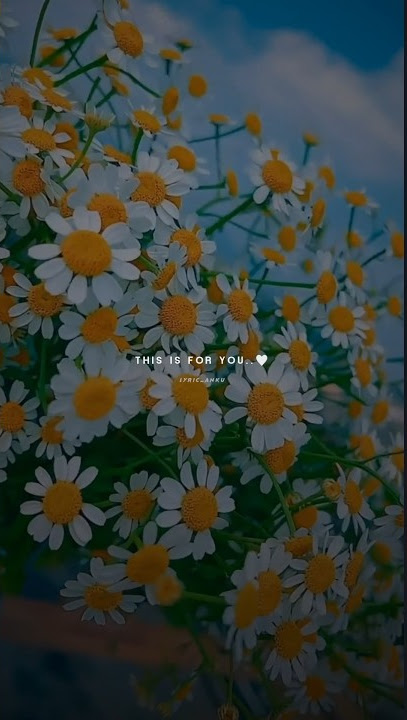 Gori tere jeha hor na koi mileya song lyrical status with asethetic videos |