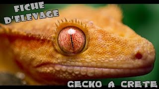 Gecko à crête / Renseignements - Elevage - Maintien de A à Z