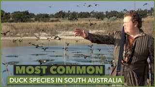 Exploring Common Duck Varieties in South Australia | Christian's Insights on Huntable Species by CHASA - Conservation And Hunting Alliance of SA 405 views 9 months ago 2 minutes, 47 seconds