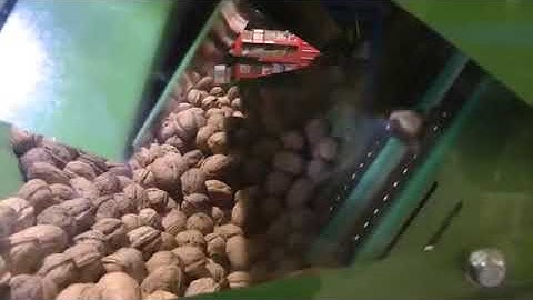 Walnuts processing line