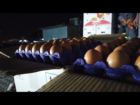 الأمن الوطني يتابع سعر البيض والتجار يشكون من كلف الأعلاف المربد
