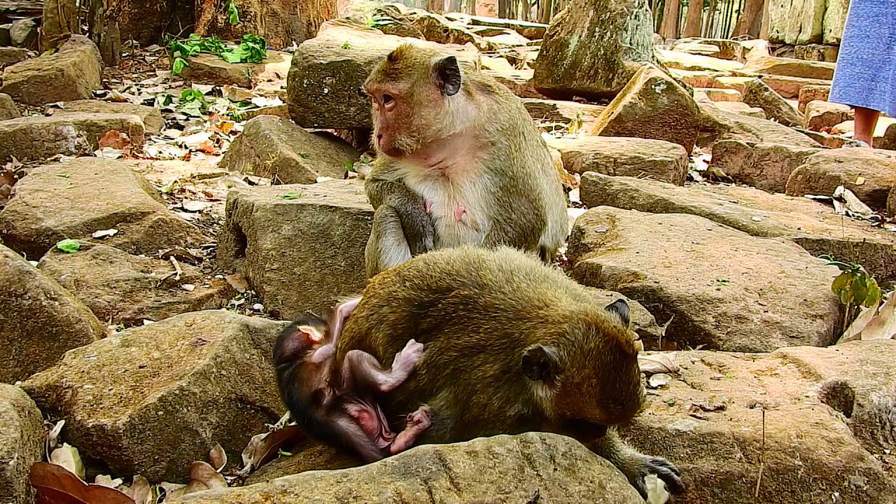 Maddix baby monkey kidnapped for Kari, Marria monkey returned to take her son back, Part 3