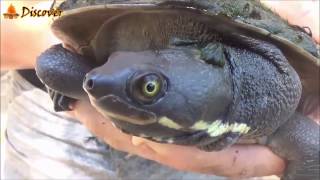 EP 1 SPEARFISHING TILAPIA - Catch n Cook And TURTLE CATCH