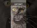DidYouNo? #fact #facts #didyouknow #youtubeshorts #cat #cats #shorts
