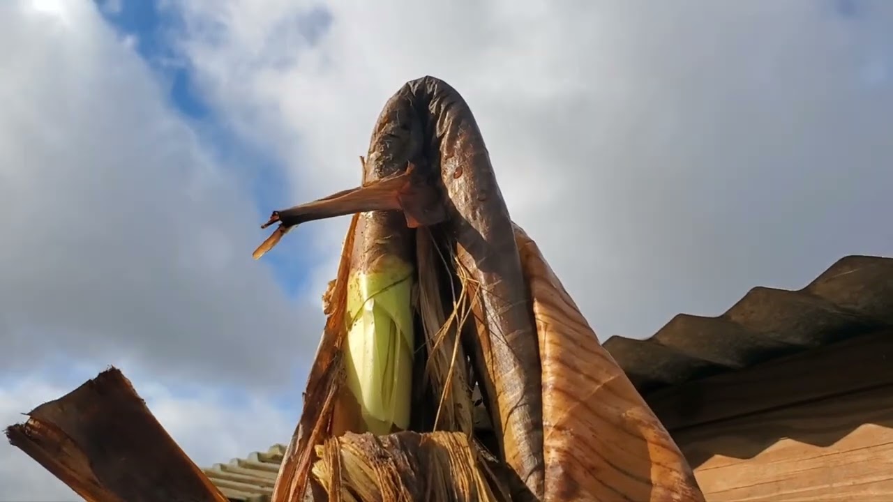 Реальность такова! Замерзшая Флорида, зимние температуры понижаются? Багажник треснул!