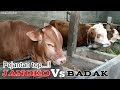 Pejantan top diusia muda JANOKO Vs BADAK