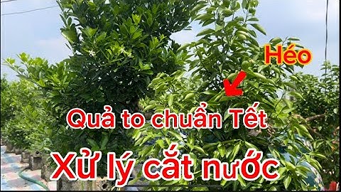 Thời điểm cắt nước lấy hoa đúng Tết quả to chăm sóc quất cảnh