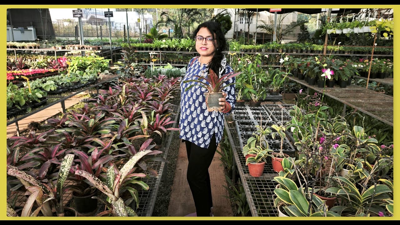 Biggest Wholesale Nursery in Bangalore | Farm and Nursery | Plants | Pot | Fruit Plants | Bonsai