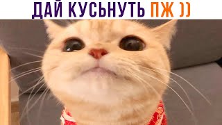 ДАЙ КУСЬНУТЬ ПЖ ))) Приколы с котами | Мемозг 1086