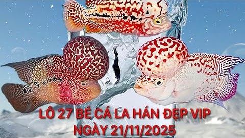 Lô 27 bé cá la hán kamfa f2,f3,Gb đẹp vip, Ngày 21/11/2025, Zalo 0862214123 Pi Trần