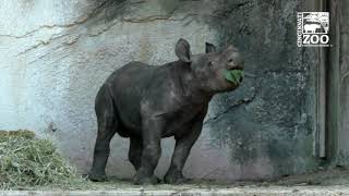 Baby Black Rhino Calf is Full of Energy  Cincinnati Zoo