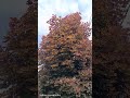 Клён Кримсон Центри