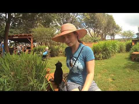 Video: Lanai Cat Sanctuary Inalinda Paka Na Wanyamapori Walio Hatarini