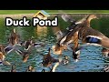 Duck Feeding At The Pond - Ducks Jumping Into Water - Duck Sounds