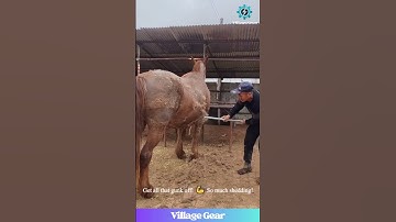 This Horse Grooming ASMR is INTENSE & Oddly Satisfying! 🐴✨ #oddlysatisfying #asmr #horse #grooming