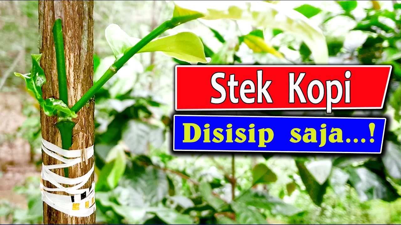 Cara stek kopi - Cara sambung kopi -  Stek kopi -  Stek kopi terbaik - Stek kopi tua