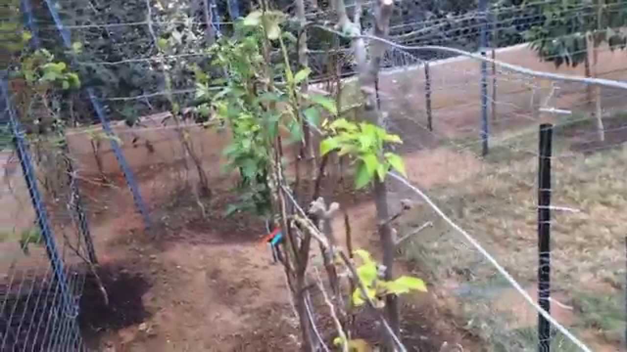 High Density Espalier Gardener How to build a Metal Trellis 032315