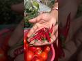 Red chillies 🌶️🔥🌶️ straight from #terracegarden 🏡🫶
