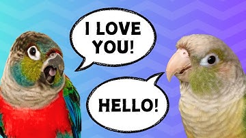 How to Teach Your Bird to Talk | Parrot Training Tutorial | BirdNerdSophie
