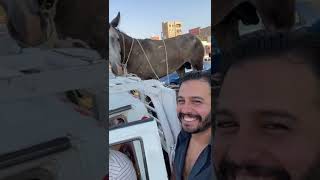 سافرت السويس لانقاذ الحصان سويسى و ادينا لصاحبه عربية بس بشرط