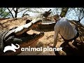 Crocodilo derruba Frank com sua cauda! | Wild Frank Perdido Na África | Animal Planet Brasil