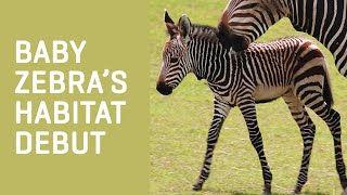 Baby ZEBRA Gender & Name Reveal!