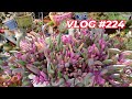 Pruning succulents to propagate  vlog 224  growing succulents with lizk