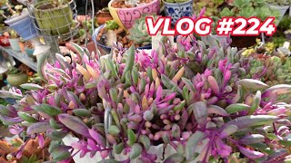 Pruning Succulents to Propagate | VLOG #224 - Growing Succulents with LizK screenshot 5