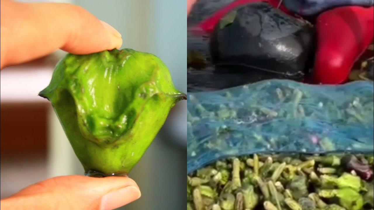 Water Chestnuts Growth Care Sanghara Information Water Chestnut Benefits In Urdu Hindi YouTube