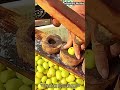 목재 틀을 이용한 대추 가공 및 씨앗 제거 공정 #worker #process #agriculture #technique #tradition
