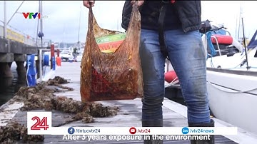 Túi tự hủy sinh học có thực sự tự hủy như quảng cáo?| VTV24