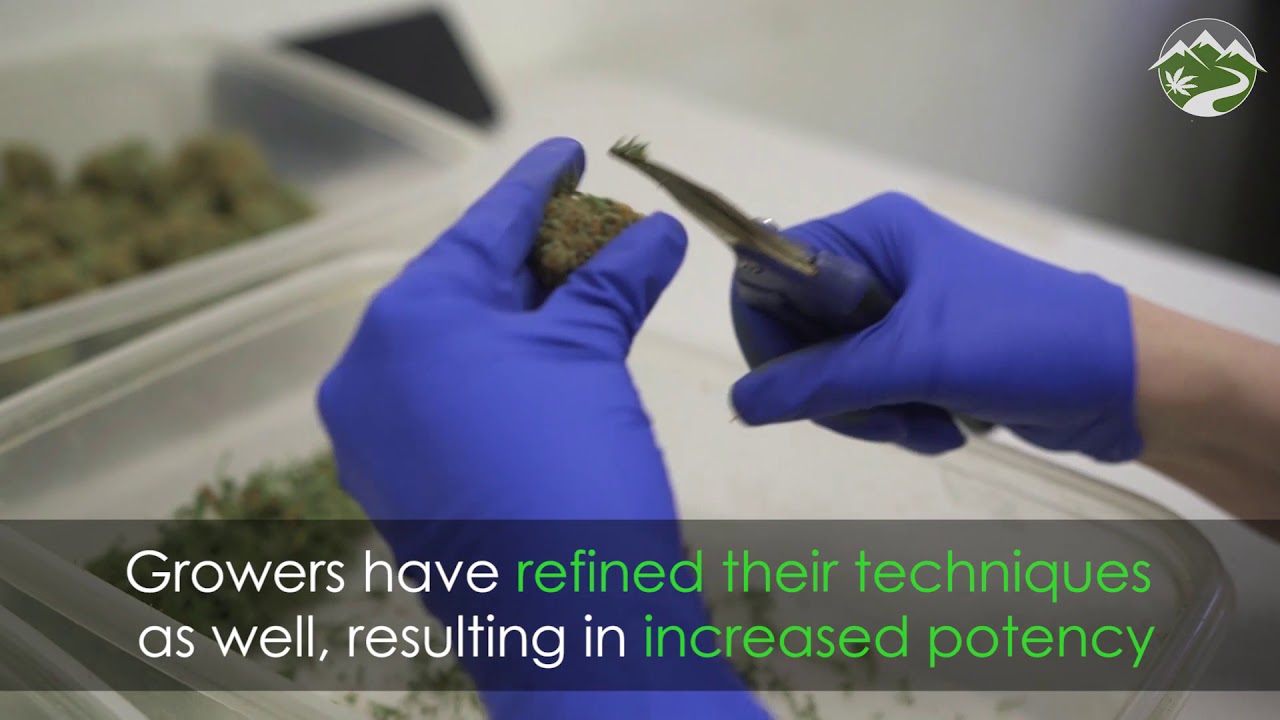 Is Cannabis Really Stronger Than It Used to Be?