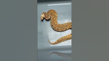 Feisty 2025 ball pythons Pastel, Spotnose, Clown-all 💯 het Pied.  Available on MM #snake #ballpython