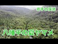 八幡平の夏ヤマメ ~岩手の渓流~ / みちのく釣りの旅 ﾌﾗｲﾌｨｯｼﾝｸﾞ渓流釣り(4K) fly fishing