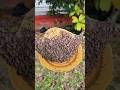 Honey bee, apis florea