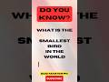 what is the smallest bird in world? #quiz #shortsfeed