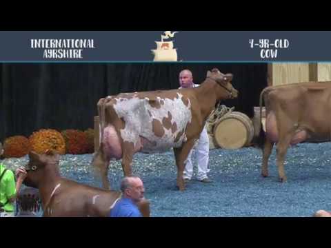 138-|-ayrshire-|-four-year-old-cow