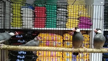 Java sparrow / java finch / java rice sparrow / java rice bird