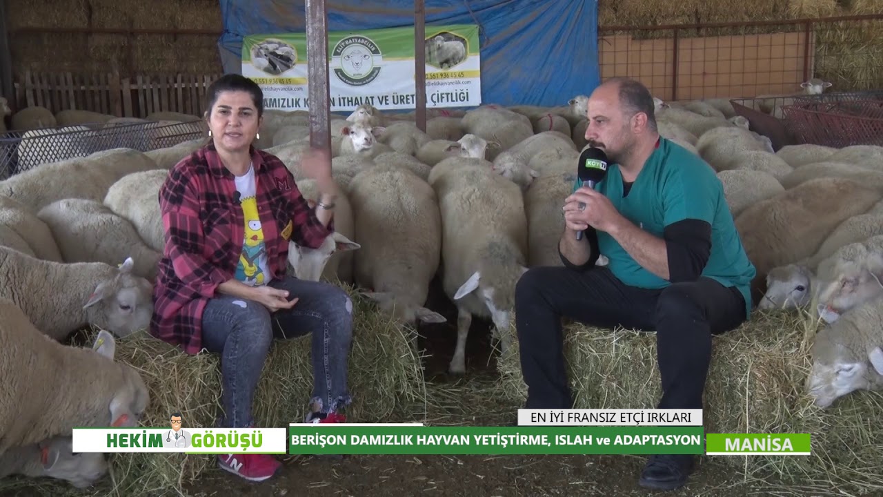 HEKİM GÖRÜŞÜ Fransız Berrichon IRK ÖZELLİKLERİ