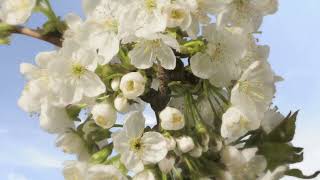 Cherry & Apple blossom time lapse. 4K #malus by Neil Bromhall 1,428 views 1 year ago 41 seconds