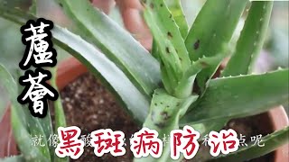 【天天小花農】蘆薈長出這種“斑點”，是「黑斑病」的病癥，很多人不知道如何對症下藥