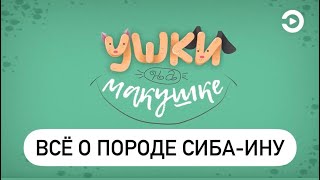 Ушки на макушке, с Анной Рудаковой, 24 выпуск.