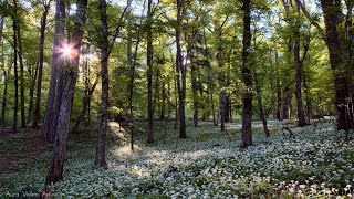 Forest with Birdsong - 4K HDR 60fps - no loop